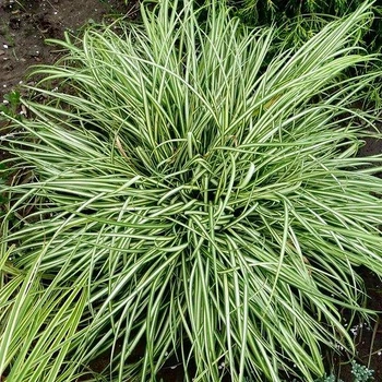 Осока птахоніжкова ‘Variegata’.(горшок 0,5л.)
