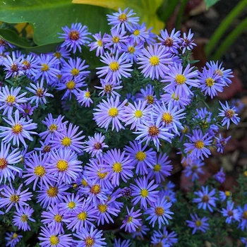 Астра кустарниковая 'Lady in Blue'. Контейнер 1,5л