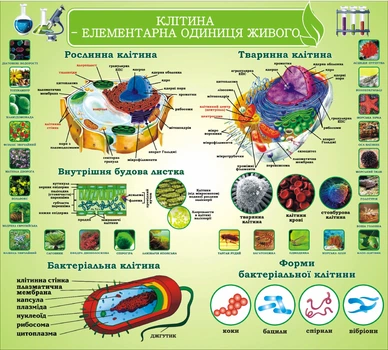 Стенд «Клітина – елементарна одиниця живого» для кабінету біології 1000мм×900мм (Арт1586)