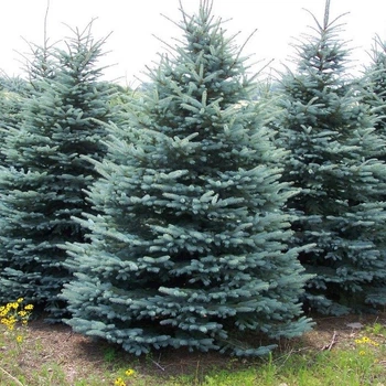 Саженцы Ели колючей голубой Кейбаб (Picea pungens Glauca Kaibab) 3-х летняя С3
