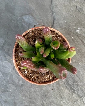 Суккулент Красула Хоббит или Ушки Шрека (Crassula Hobbit) D5 см. (8344)