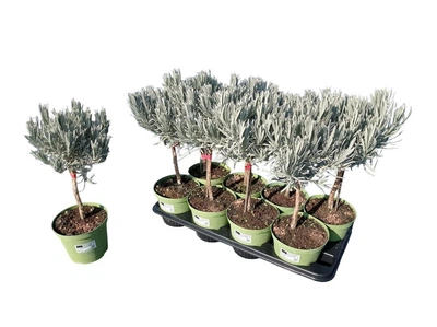 Лаванда Angustifolia на штамбе, горшок ⌀14, высота 35-45 см.