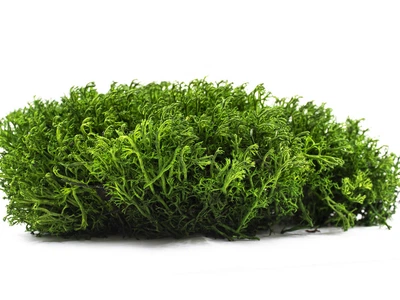 Стабилизированный мох ягель украинский 100 грам naturalgreen 303