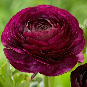 Лютик Ranunculus Tomer Purple (Томер Пурпл) луківка Matla Flowers
