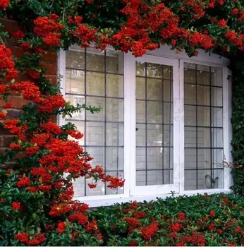 Пираканта Оранж Глоу / Pyracantha Orange Glow 2л. 2,5-років.