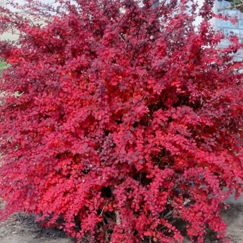 Барбарис тунберга Ред Джевел (Red Jewel) саженец в горшке 1.5 л
