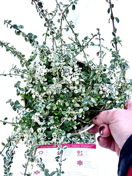 Бересклет Форчуна Euonymus Fortunei Silver Carpet, горщик ⌀ 13