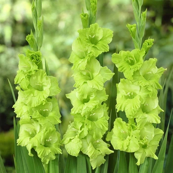 Гладіолус Green Star (цибулина)