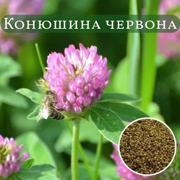 Семена клевер красный кг 10261
