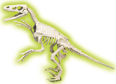 Naukowa zabawa Clementoni Skamieniałości Fluorescencyjny Velociraptor (8005125506392)