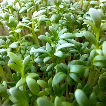 Семена крес салата Данский, Moravoseed, 1 г.