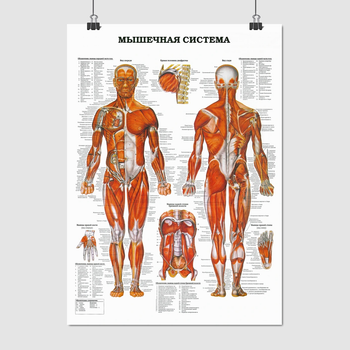 Постер "М'язова система людини (надписи російською)" A2 60x43 см (id5977)