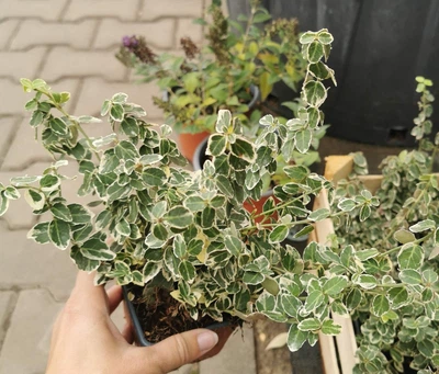 Бруслина Форчуна Emerald Gaity, Р9
