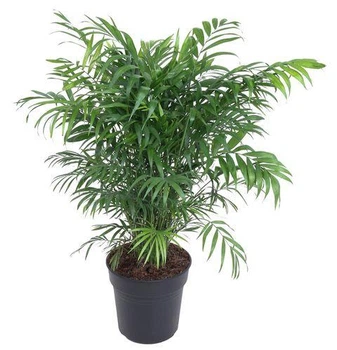 Хамедорея изящная Chamaedorea elegans