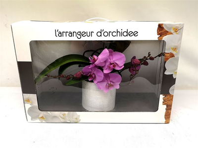 Орхідея L'arrangeur D'orchidee Rose (рожева)
