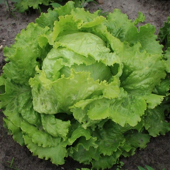 Салат Айсберг семена (1 гр) латук качанный ранний . For Hobby, TM GL Seeds
