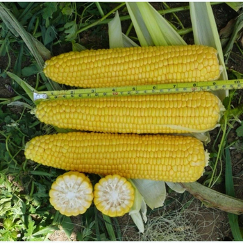 Насіння кукурудза Добриня F1 (30 шт) цукрова солодка рання, Professional, TM GL Seeds