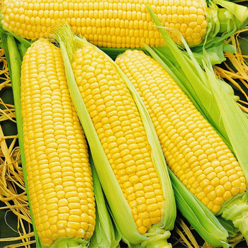 Насіння кукурудза Бондюель F1 (20 г) цукрова солодка суперрання, Professional, TM GL Seeds