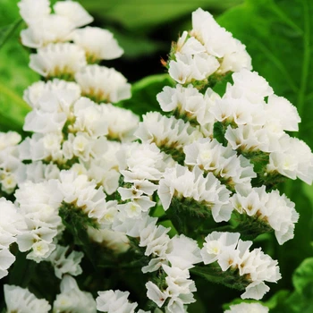 Статица (кермек) Суприм Вайт семена (0,1 г) сухоцвет лимониум (Limónium sinuátum), For Hobby, TM GL Seeds