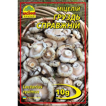 Мицелий грибов Груздь 10 г (Насіння країни)