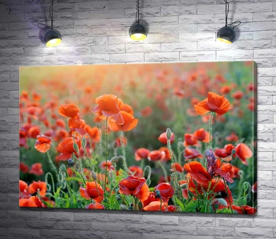 Картина Поле маков краснеет в горячих лучах солнца 130x86 см Модуль №1 (002882)