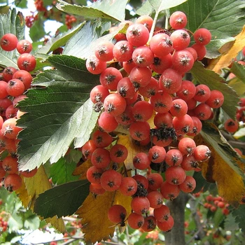 Насіння горобини скандинавської (Sorbus intermedia) 10 насінин OGOROD