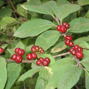 Семена жимолости обыкновенной (Lonicera xylosteum) 30 семян OGOROD
