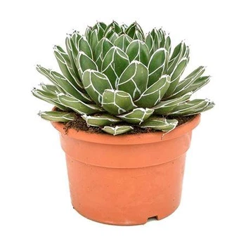 Рослина Agave Victoriae-reginae (кімнатнатна)