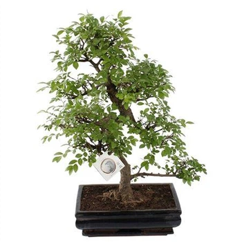 Рослина Бонсай "Araucaria Cunninghammii"