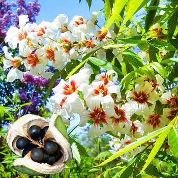 Чекалкін горіх, Ксантоцерас роябінолістний, Xanthoceras sorbifolium, насіння 5 штук