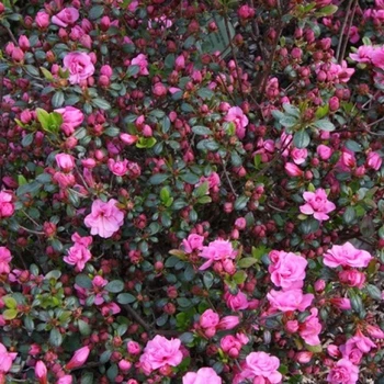 Азалия японская Бабушка. (Rhododendron obtusum Babuschka) С10