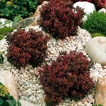 Барбарис тунберга Багатель. (Berberis thunbergii Bagatelle) С3