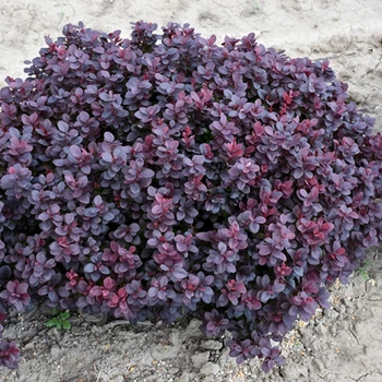 Барбарис Тунберга Конкорд. (Berberis thunbergii Concorde) Р9