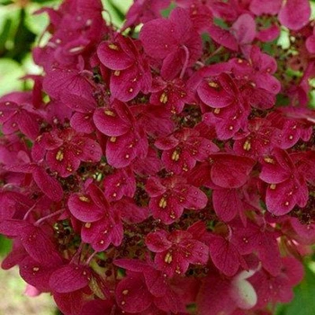 Гортензия метельчатая Вимс Ред. (Hydrangea paniculata Wim's Red) P9