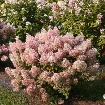Гортензія волотиста Бобо. (Hydrangea paniculata Bobo) (НИЗЬКОРОСЛА) С1