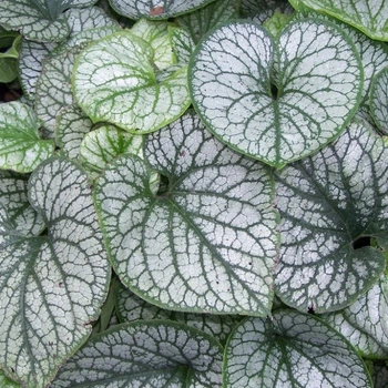 Бруннера Джек Фрост. (Brunnera macrophylla Jack Frost) С3