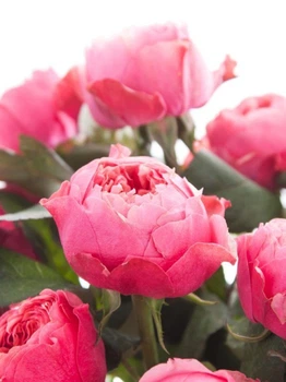 Роза Вувузела Пинк (Pink Vuvuzela)