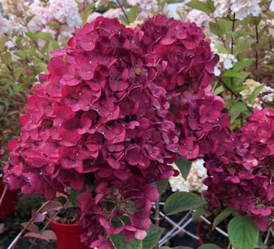 Гортензия метельчатая «Фрамбуазин Ренсам» (Hydrangea paniculata Framboisine Rensam) Р9