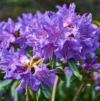 Рододендрон красноватый. (Rhododendron russatum) С5