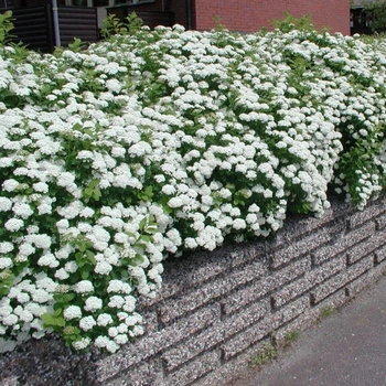 Спирея березолистная. (Spiraea betulifolia) С3