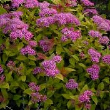 Спірея японська Кріспа. (Spiraea japonica Crispa) С3