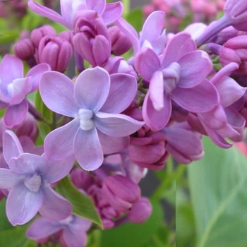 Бузок звичайний Джордж Беллер. (Syringa vulgaris Georges Bellair)
