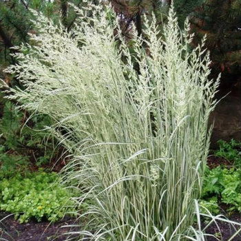 Війник гостроквітковий Овердам. (Calamagrostis acutiflora Overdam) С1