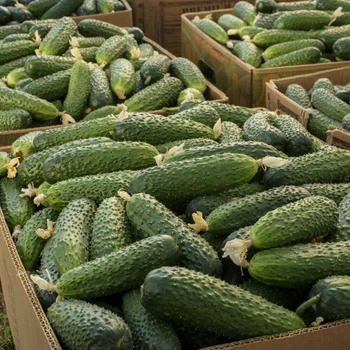 Огірок Солют F1 NongWoo Bio 10 шт (zip-paket)