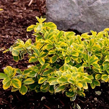 Бересклет Форчуна Емеральд Голд (Euonymus fortunei Emerald 'n' Gold) Р9