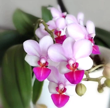Орхідея (нецвіте підліток) TopDreams Phal. 1155 Liu's Triprince 'Pink' мультифлора, квіти 3 см у розмірі 1.7 (мох)