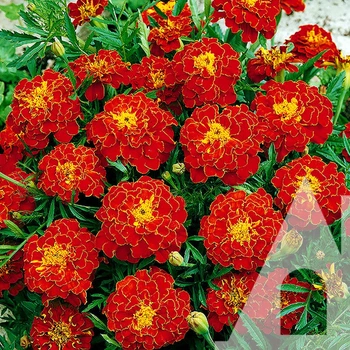 Семена Бархатцев Чемпион красные 0,2 г Садыба
