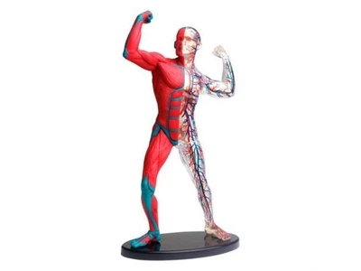 Модель мышц и скелета человека, Edu-Toys, SK056