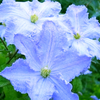 Клематис Blue Angel 1 шт