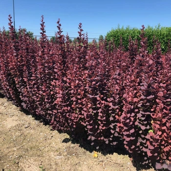Барбарис тунберга Саммер Чоколет. (Berberis thunbergii Summer Chocolate) С3
